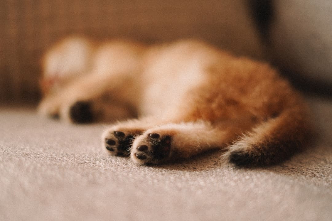 张钧甯的精美日子之选是什么？天猫超级品牌日来博世家电解锁同款质量好物